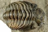 Curled Reedops Trilobite Fossil - Atchana, Morocco #312349-1